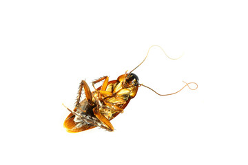 Dead cockroaches were placed on a white background.