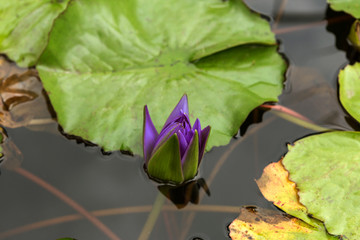 Lonely lotus flower, purple water lily in a pond. Beautiful view for postcard, calendar, poster - blue lotus grows in a pond
