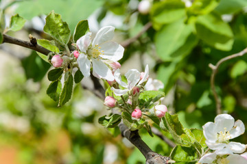 The awakening of nature in spring