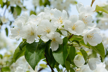 The awakening of nature in spring