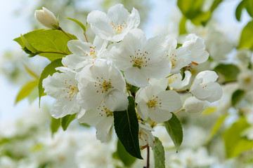 The awakening of nature in spring