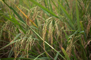 Beautiful rice field from hill tribe northern part of Thailand.