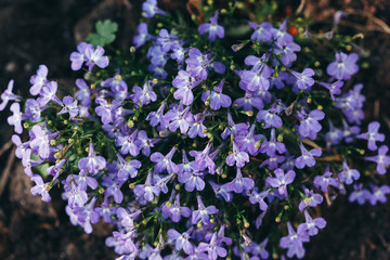  Blue flowers Trailing Lobelia Sapphire flowers or Garden Lobelia