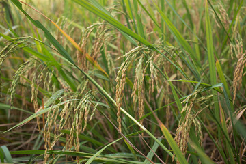 Beautiful rice field from hill tribe northern part of Thailand.