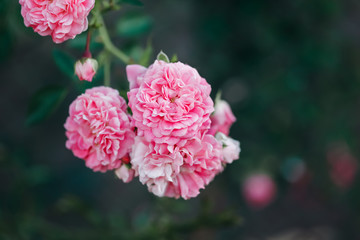 Beautiful pink rose in a garden. Selective focus