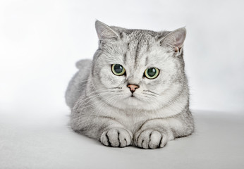 Gray British Shorthair. Portrait of British Shorthair cat lying on a gray background.