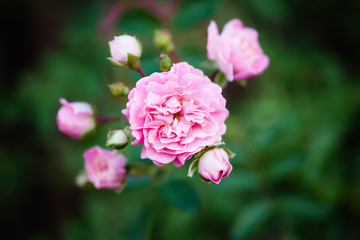 Beautiful pink rose in a garden. Selective focus