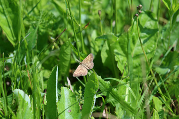 Butterfly in the garden