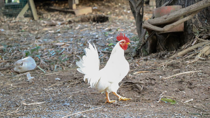 White hen,white poultry hen walks in the backyard of farm.