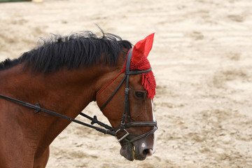 Head of a beautiful young sporting horse during competition outdoors.
