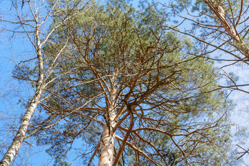 Fototapeta premium The awakening of nature in spring