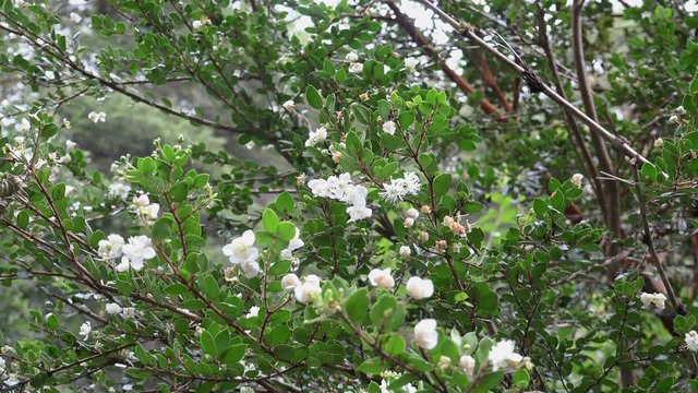 Blooming of the Chilean myrtle (Luma apiculata) in Arrayan forest of Bariloche Llao Llao Municipal park.  Patagonia, Rio Negro, Argentina