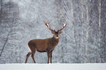 Naklejka na ściany i meble Christmas Scenic Wildlife Landscape With Red Noble Deer And Falling Snowflakes.Adult Deer (Cervus Elaphus, Cervidae ) With Snow-Covered Branched Antlers On The Background Of Snow-Covered Winter Forest