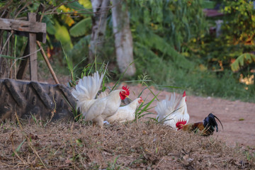 White hen,white poultry hen walks in the backyard of farm.