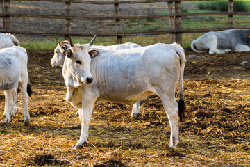 Alberese (Gr), Italy, cows in the Maremma Regional Park