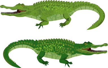 Fototapeta premium Couple of green vector crocodiles, isolated vector illustration