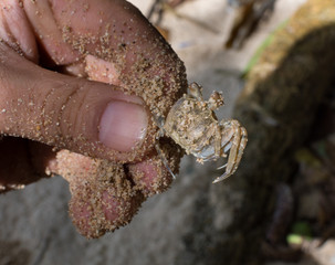 catch  crabs on the beach