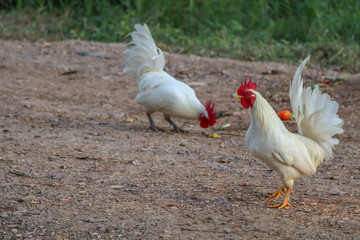 White hen,white poultry hen walks in the backyard of farm.