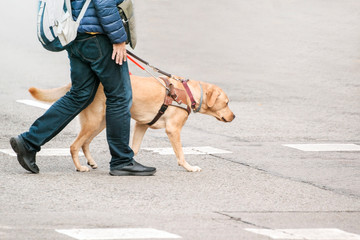 Blind man with a guide dog walking through a pedestrian cross in the city. Empty copy space for...