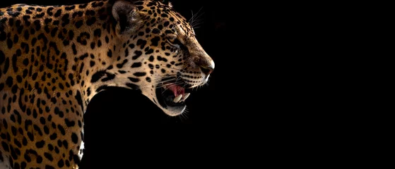 Keuken foto achterwand Panter cheeta, luipaard, jaguar