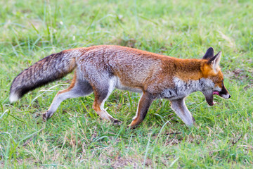 Naklejka na ściany i meble Alberese (Gr), Italy, fox in the Maremma regional park, Italy