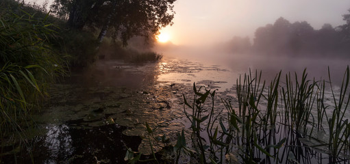 solar beams break through morning fog and branches of trees on the river bank