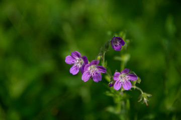 FLOWERS - violet on green
