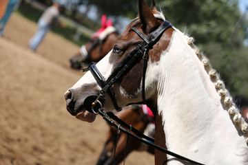Head of a beautiful young sporting horse during competition outdoors.