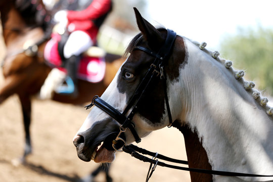 Head of a beautiful young sporting horse during competition outdoors.