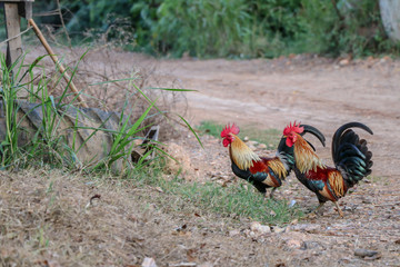Rooster walk in the backyard of farm.