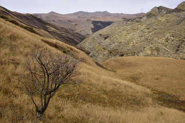 Georgian desert near Udabno. Kakheti Region,  Panorama with the tree on the first plan.