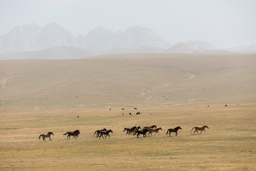 A herd of horses gallops across the steppe at Song Kul Lake in Kyrgyzstan