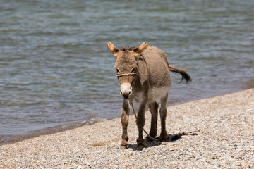 Young gray donkey trots along the shore of Song Kul lake in Kyrgyzstan