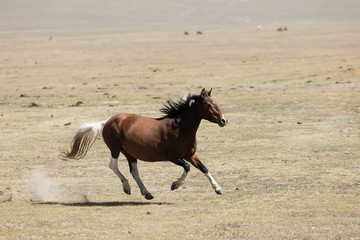 A horse gallops across the steppe at Song Kul Lake in Kyrgyzstan