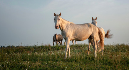 the herd of horses which is grazed in the field