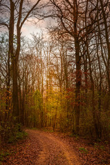 Fototapeta premium Holz