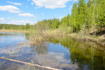 Forest lake in spring