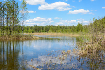 Fototapeta na wymiar Forest lake in spring