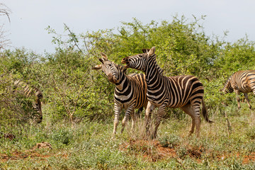 Zebra fight - Kruger National Park - South Africa