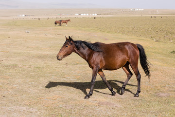 A horse in the steppe at Song Kul lake in Kyrgyzstan