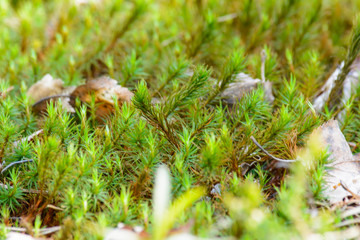 The awakening of nature in spring