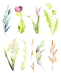 Watercolor wild herb isolated elements. Handpainted  watercolor clipart wild herbs. Use for postcard, print, invitations, packaging, wallpaper etc. - 235896391