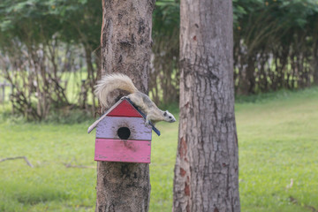 A white and grey squirrel playing in a botanical garden.