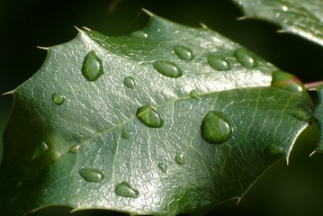 Leaf with drops