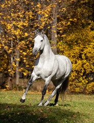 Obraz na płótnie Canvas stallion on black background