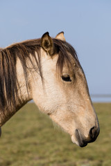 Closeup of a horse's head at Song Kul lake in Kyrgyzstan