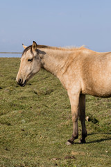 A horse is standing in the steppe at Song Kul Lake in Kyrgyzstan