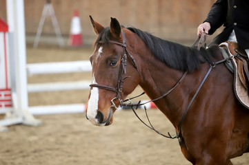 Head of a beautiful young sporting horse during competition outdoors.