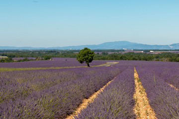 lavender fields in Valensole