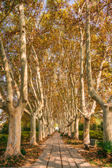 The tall sycamore forest in late autumn